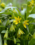 Bosgeelster, Gagea lutea
