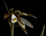 Nervillea plicata, 3 cm across