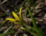 Spitse geelster, Gagea minima, liliaceae
