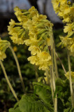 Primula veris, echte sleutelboem