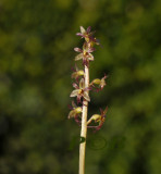 Kleine kever, Neottia cordata