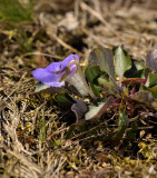 Viola rupestris, zandviooltje, lange spitse kelkblaadjes