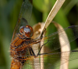 Blauwe ogen, libellula fulva