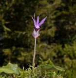 Calypso bulbosa