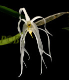 Dendrobium amboinense, in bloom only one night