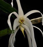 Dendrobium amboinense, in bloom only one night