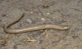 Hazelworm (pootloze hagedis) 30 cm