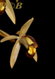 Coelogyne velutina