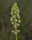 Reseda lutea