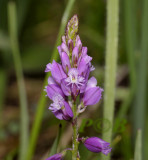 Vleugeltjesbloem, Polygala amarella