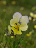 Zinkviooltje vorm met blauwkleuring, Viola lutea ssp. calaminaria