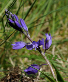 Gewone vleugeltjes bloem, Polygala vulgaris