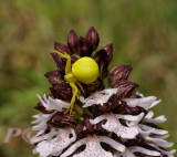 Kameleonspin op purperorchis, heeft (nog) niet de kleur van de orchidee aangenomen