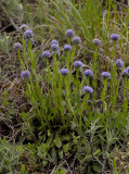 Kogelbloem, Globularia punctata
