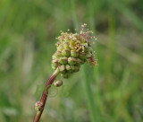 Kleine pimpernel mannetje, Sanguisorba minor