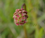 Kleine pimpernel vrouwtje, Sanguisorba minor