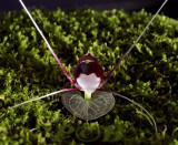Corybas geminigibbus, flower 1 cm