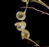 Stelis glomerosa, flowers 0.8 cm (8mm)