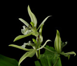 Coelogyne viridis