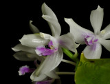 Phalaenopsis fimbriata