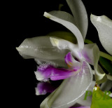 Phalaenopsis fimbriata