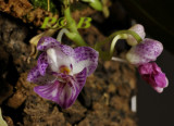 Phalaenopsis apendiculata, flowers 12 mm