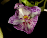 Phalaenopsis apendiculata, flower 12 mm