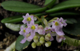 Schoenorchis pachyacris, flowers 4-5 mm