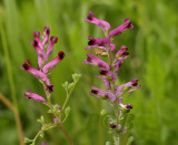 Duivenkervel, Fumaria officinalis