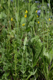 Naakte lathyrus in bloei, Lathyrus aphaca