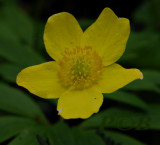 Gele anemoom, Anemone ranunculoides