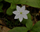 Zevenster, Trientalis europaea