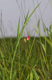 Graslathyrus, Lathyrus nissolia