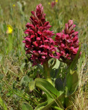 Steenrode orchis, Dactylorhiza incarnata vorm coccinea