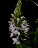 Dactylorhiza maculata ssp. fuchsii f. candidissima