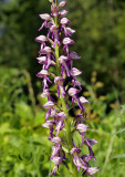 Orchis xspuria,  anthropophorum x militaris