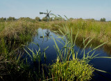 Weelderige plantengroei