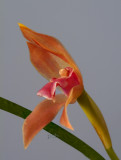 Maxillaria imbricata, dark phase, flowers 3.5 cm