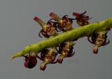 Bulbophyllum scaberulum, flowers  6mm