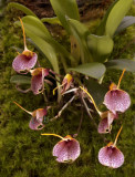 Masdevallia floribunda, flowers  2 cm