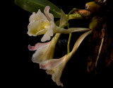 Rodriquezia granadensis  flower 5 cm
