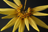 Bulbophyllum makoyanum, close