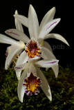 Pleione maculata
