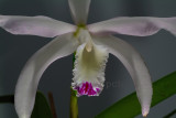 Cattleya perrinii, semi-alba