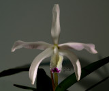Cattleya perrinii, semi-alba