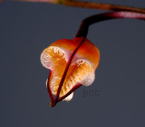 Dracula sodiroi, flower1.5 cm