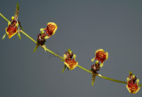 Sigmatostalix eliae, flowers 1 cm