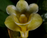 Dendrobium ypsilon,  flower 2 cm