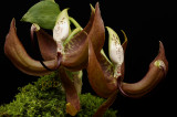 Cycnoches loddigesii, flowers 15-20 cm
