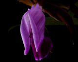 Cattleya dormaniana, lip